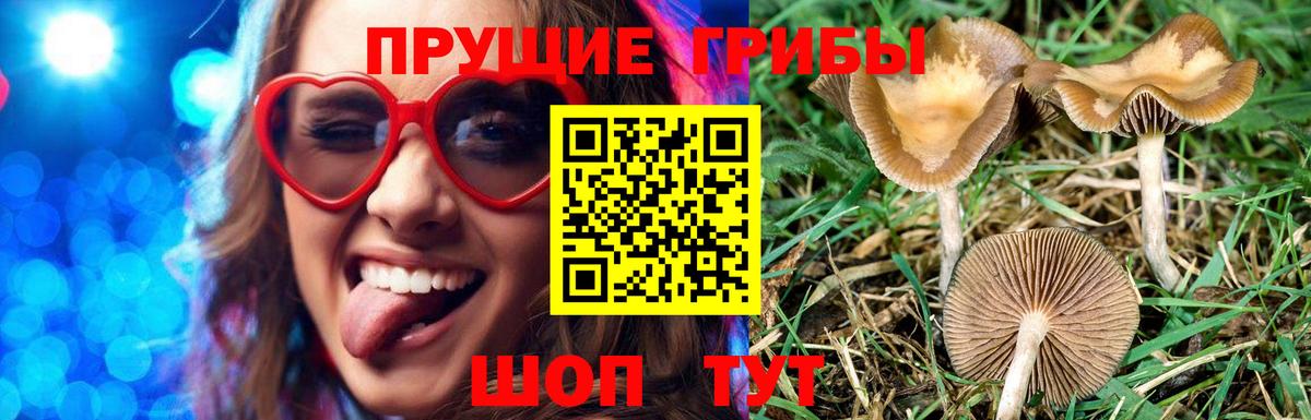 Галлюциногенные грибы Psilocybe Белая Калитва
